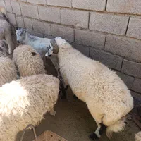 بره کره چاق|حیوانات مزرعه|کرمان, |دیوار