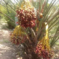 دمیت محبوبی اصلی خط خطی