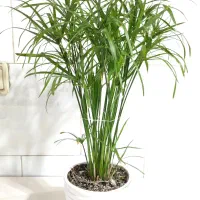 گل نخل مرداب