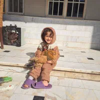 ۲ عدد مرغ برهما اصیل