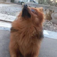 پامرانین روباهی