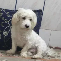 سگ نر|سگ|اصفهان, ملک‌شهر|دیوار