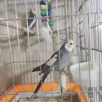 عروس‌ هلندی ۲ عدد نر|پرنده|پاکدشت, پاکدشت (مامازند)|دیوار