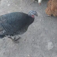 دوتا بوغلمون ماده