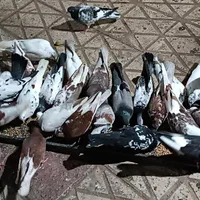 کبوترهای پرشی زینتی در همه رنگ