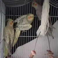 عروس ، مرغ عشق ، طوطی برزیلی