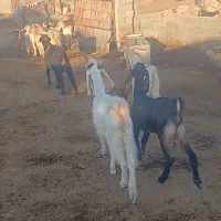 گیسه|حیوانات مزرعه|رفسنجان, |دیوار