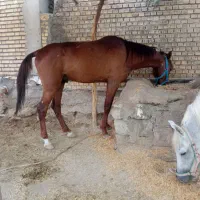 یک اسب نر برای فروش