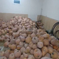 کدوی درجه یک