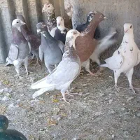 دورگ و پلاکی|پرنده|پیر بکران, |دیوار