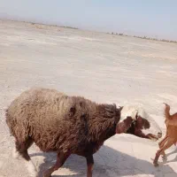قوچ|حیوانات مزرعه|کرمان, |دیوار
