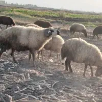 بز و گوسفند|حیوانات مزرعه|خوی, |دیوار