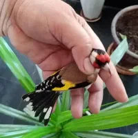 سهره داغسر (سرسیاه)|پرنده|مبارکه, |دیوار