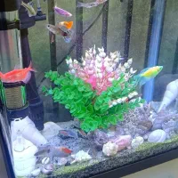 آکواریوم|ماهی|اردبیل, |دیوار