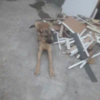 سگ سرابی نگهبان