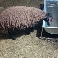 بره نر داشتی در دهگلان|حیوانات مزرعه|بلبان آباد, |دیوار