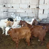 بز بزغاله معاوضه با بره گوسفند|حیوانات مزرعه|قرق, |دیوار