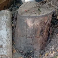 تنه درخت به صورت رایگان