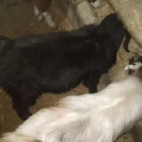 قیمت ۱۵ ملیون روستای هالان|حیوانات مزرعه|صحنه, |دیوار