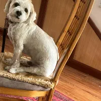 واگذاری سگ شیتزو نر عقیم شده خوشگل