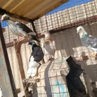 کفتر|پرنده|مشهد, شهرک بهارستان|دیوار