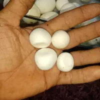 سنگ آسیاب اصل|کلکسیون اشیاء عتیقه|فسا, |دیوار