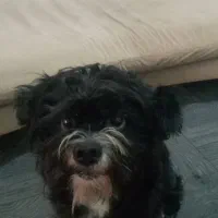 واگذاری سگ شیتزو فقط به خانوم|سگ|رشت, شهریاران|دیوار