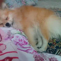 سگ پامرا اصیل|سگ|پردیس, فاز ۳|دیوار