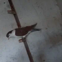 کبوتر چپ نر