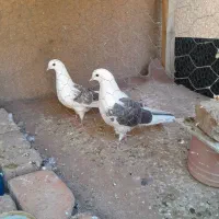 کبوتر پرشی|پرنده|شاهین دژ, |دیوار