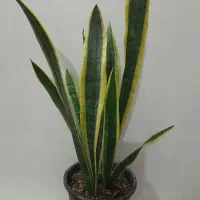 گلهای اپارتمانی زاموفیلیا وسانسوریا پتوس پهن برگ|گل و گیاه طبیعی|گرگان, |دیوار