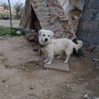 فروش ومعاوضه.