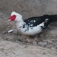 اردک مسکویی نر زیبا و سنگین وزن