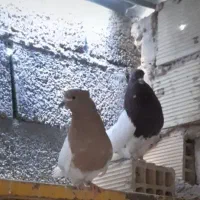 کبوتر کله یی انتیک  معاوضه با قناری یا سره
