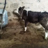 گوساله نر سیمینتال