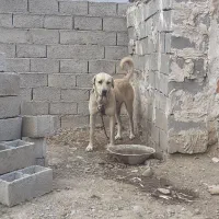 سگ ماده