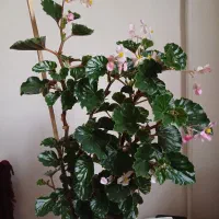 گل عروسی وگل خرفه|گل و گیاه طبیعی|ارومیه, |دیوار