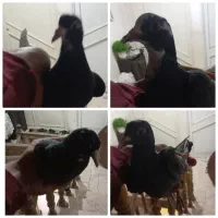 چهارتا کفتر جوجه پلنگ