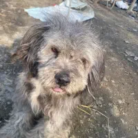 سگ پا کوتاه