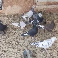 کفتر شهری و بهبهانی