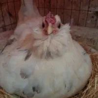 مرغ گلین درجه یک کپ