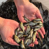 فروش بچه ماهی|ماهی|ابرکوه, |دیوار