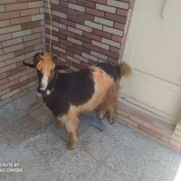 یک عدد بیگ چاق