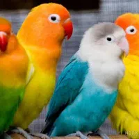 خرید و فروش طوطی برزیلی