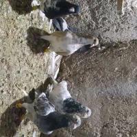 کبوتر|پرنده|شیراز, شاهجیان|دیوار