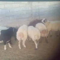 بره میش|حیوانات مزرعه|جهرم, |دیوار