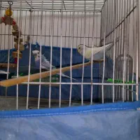 مرغ عشق ۲عدد