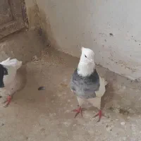 طوقی