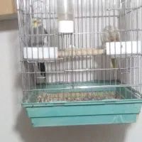 یه جفت عروس هلندی مولد همراه قفس لوازم