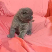 گربه های اشرافی|گربه|چهاردانگه (تهران), |دیوار